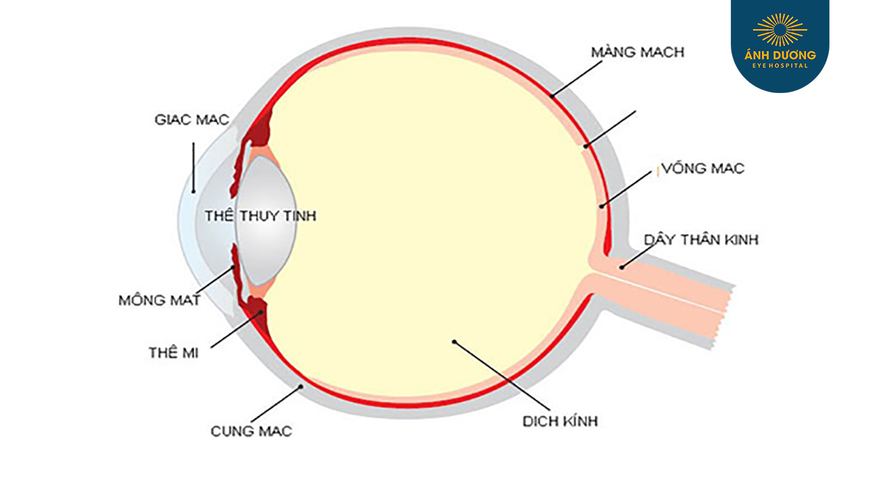 Võng mạc – Cấu tạo, chức năng và các bệnh thường gặp